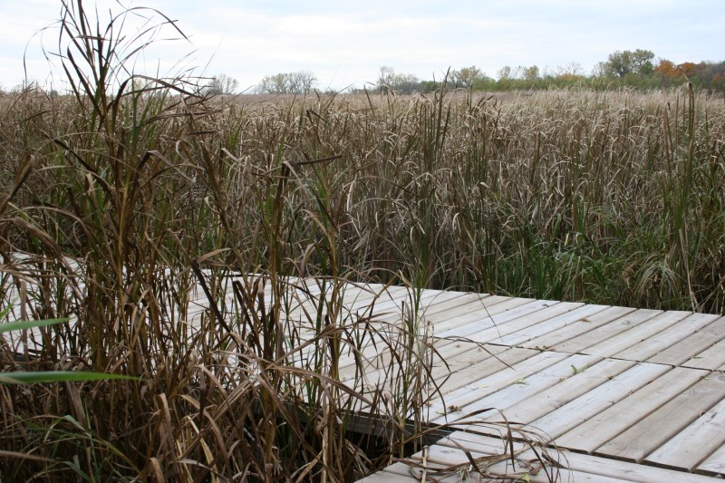 Even dried swamp grass possesses a certain beauty.