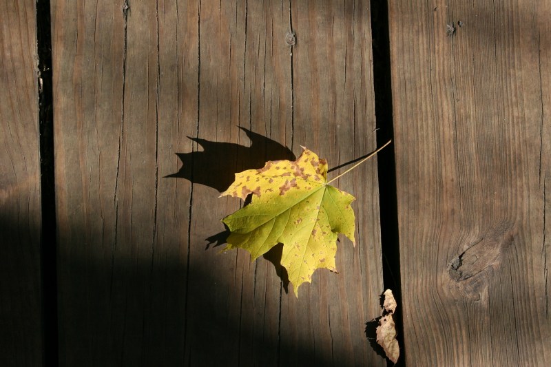 Detailed autumn beauty on the path to the falls.