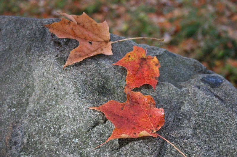 Leaves upon rock, reflect the unchangeable and the changeable.