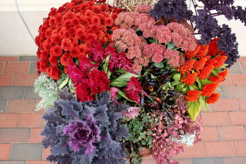 Beautiful potted flowers outside the winery.