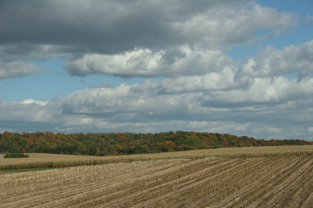 Rural, harvested cornfield