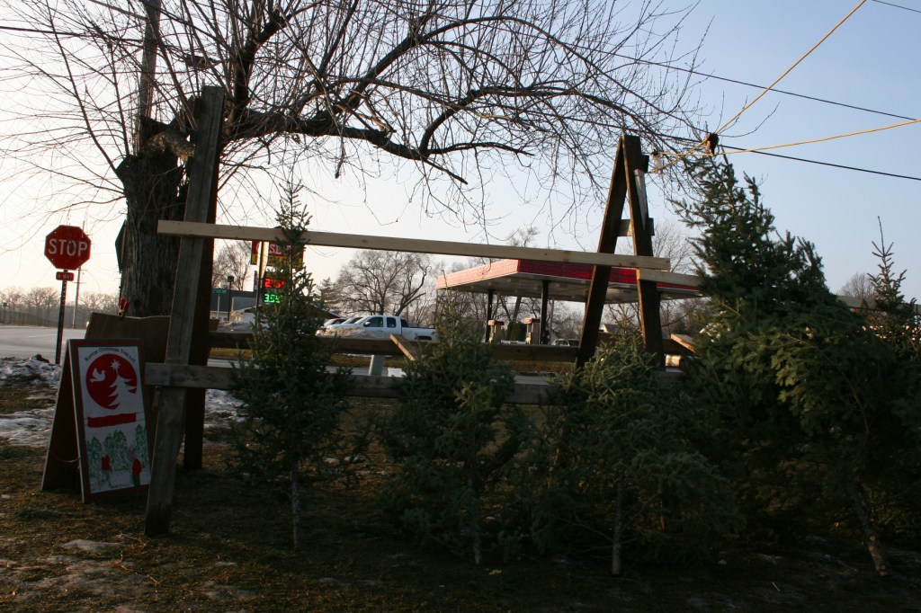 Our short-needled tree resembles the two on the left. It's perfect.