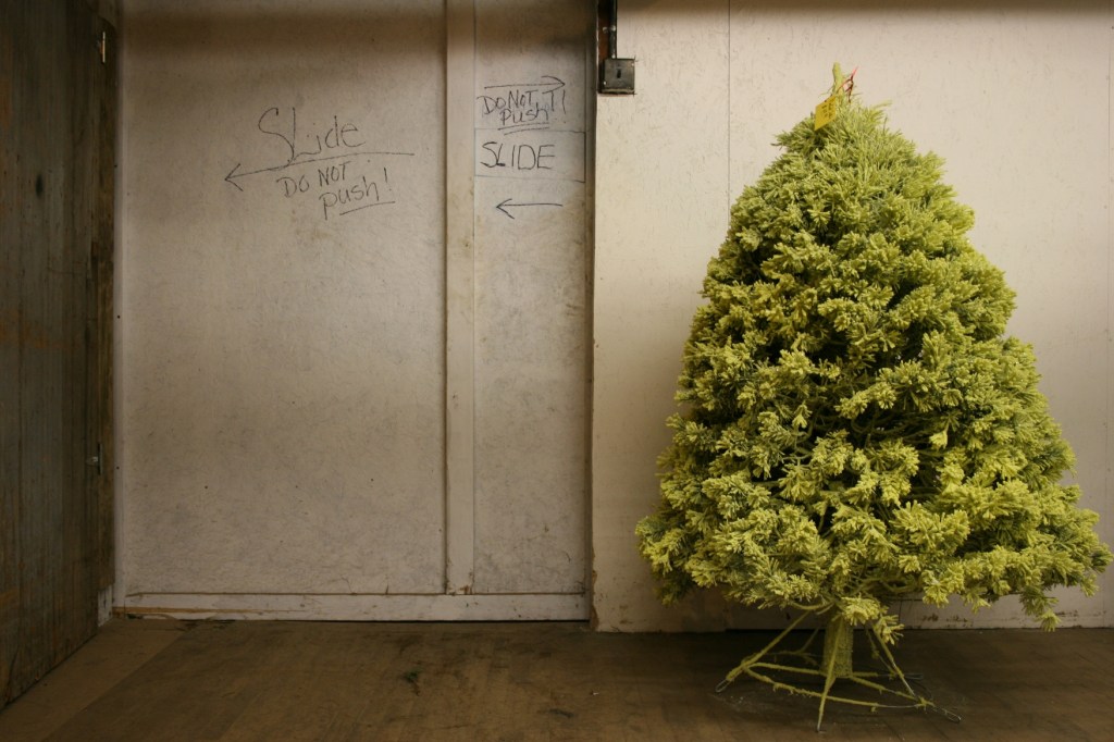 I love exploring the nooks and crannies of the historic Farmer Seed and Nursery as much as viewing the tree offerings. The flocked trees are up a ramp in a maze of rooms with 