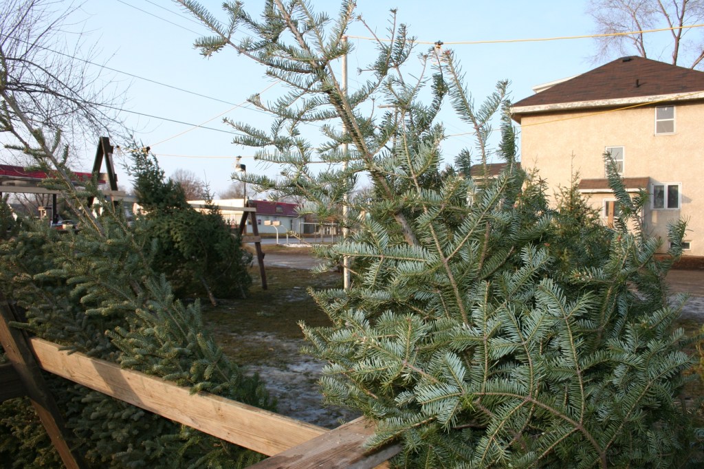 I didn't ask when these trees were cut. But ours is not all dry with needles shedding.