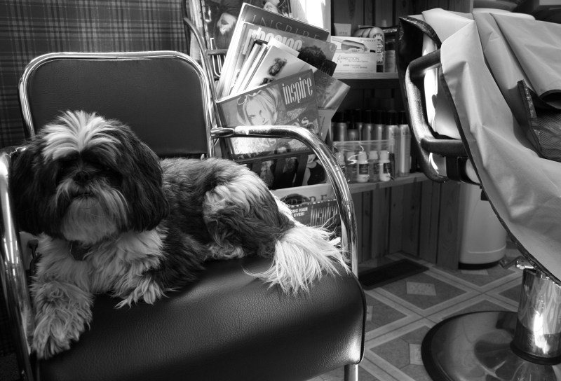 Colleen Snaza's dog, Fonzie