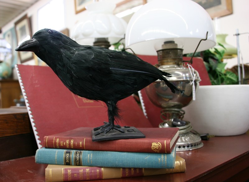 I expected to find Edgar Alan Poe collections beneath this perched raven. (Is this a raven?) But, instead, the books are titled "Treatment in General Medicine," "Bone/Tumors" and "Elimination Diets and Patients Allergies."