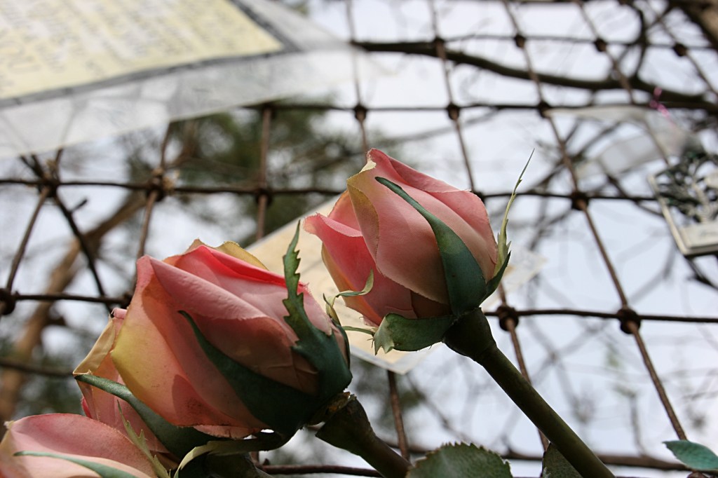 Roses abound, including these on the fence.