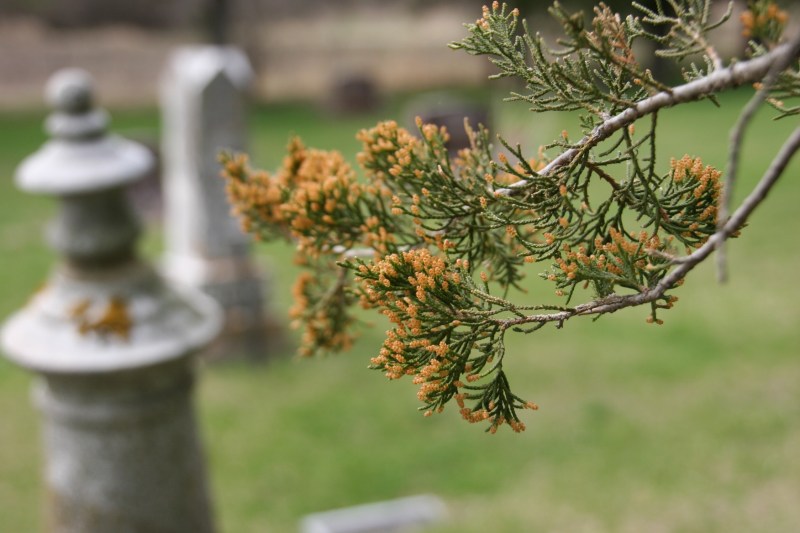 Trees are budding in the old cemetery.