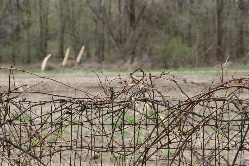 The fenced cemetery holds many stories. The cemetery is sandwiched between a highway and fields.