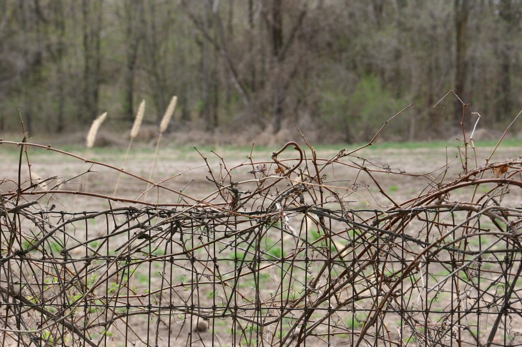 The fenced cemetery holds many stories. The cemetery is sandwiched between a highway and fields.