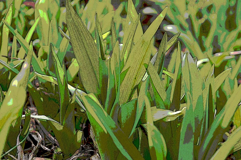 Wild day lilies are emerging.