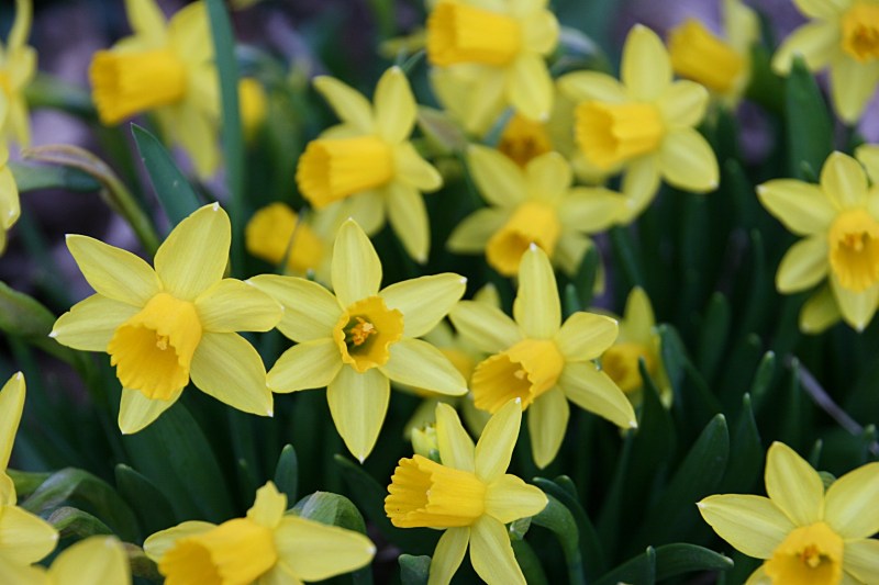 My daffodils are in full bloom here in southeastern Minnesota.