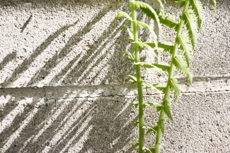 Fiddleheads are poking up along the foundation of my house.