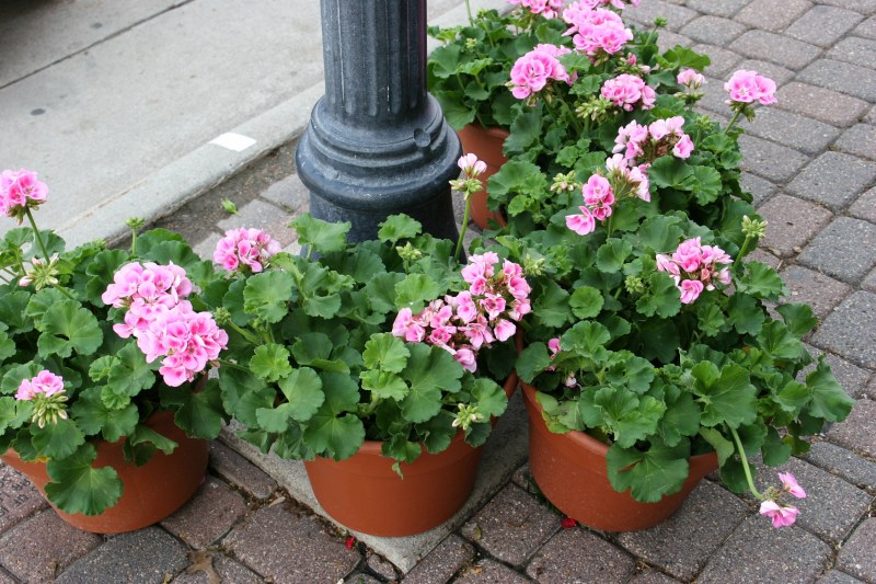 Outside the Red Geranium.