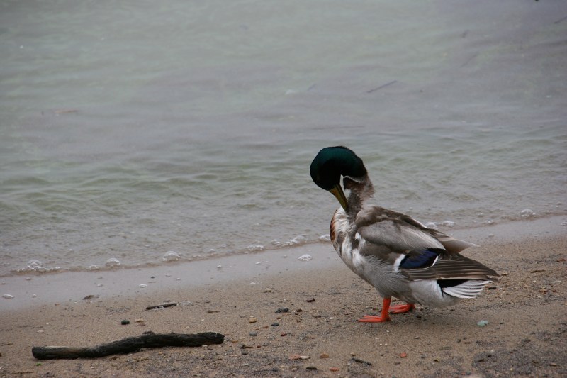 Plant growth in the lake tints the water green.