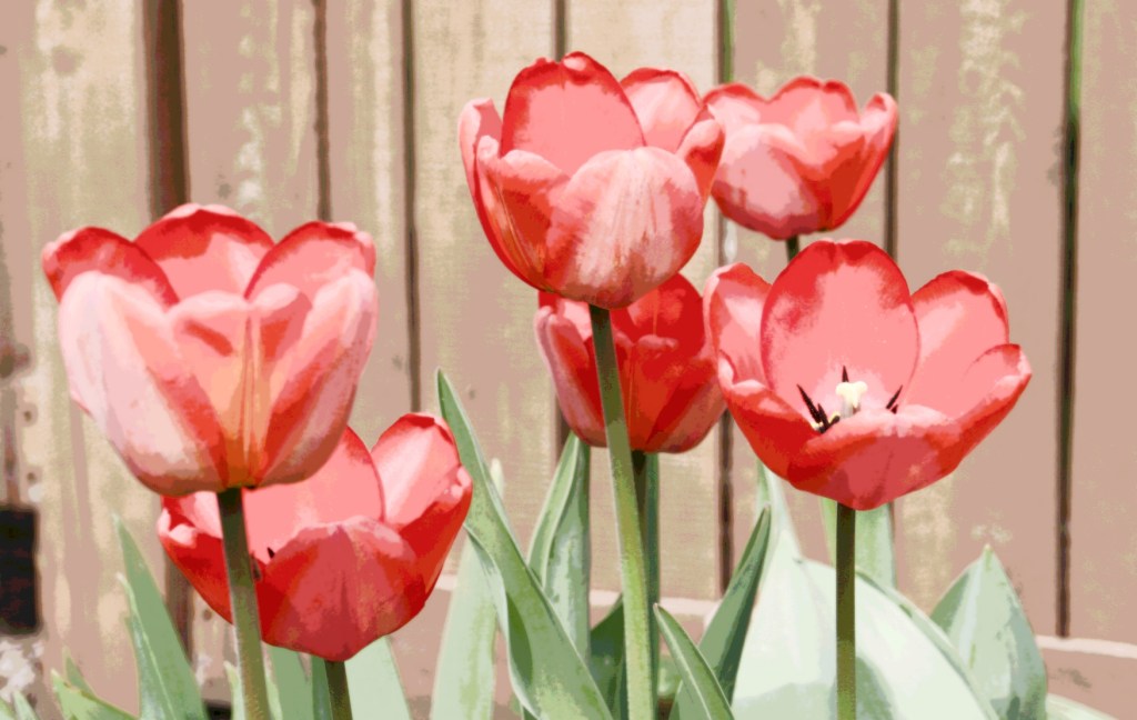 An artsy edited image of my tulips.
