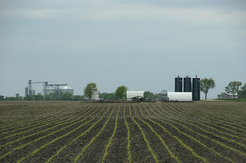 Corn rows emerge in a field near Delhi in southwestern Minnesota.