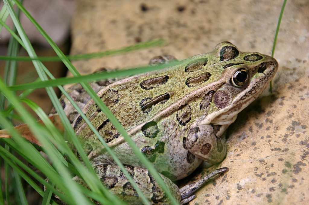 The frog stayed put for a long time so I could photograph it.