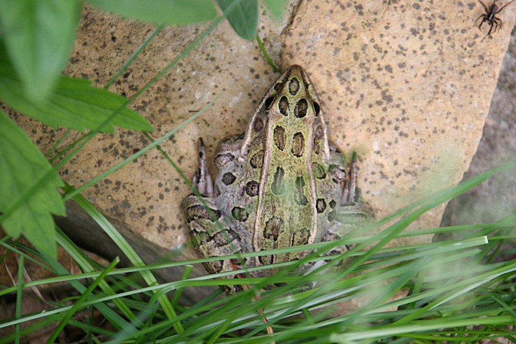I was pulling weeds in a flowerbed when I discovered this frog.