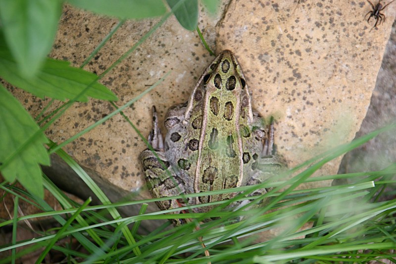 I was pulling weeds in a flowerbed when I discovered this frog.