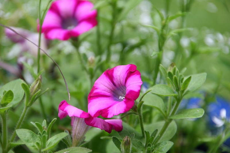 The bunnies always show up each spring when I plant my flowers.