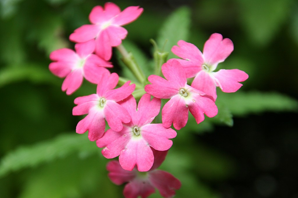 No rabbit photos, just more flowers.