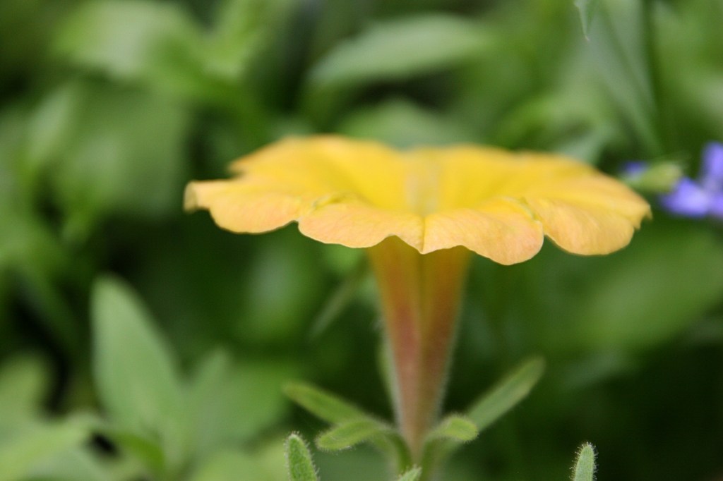 Petunias are a favorite tried and true annual.