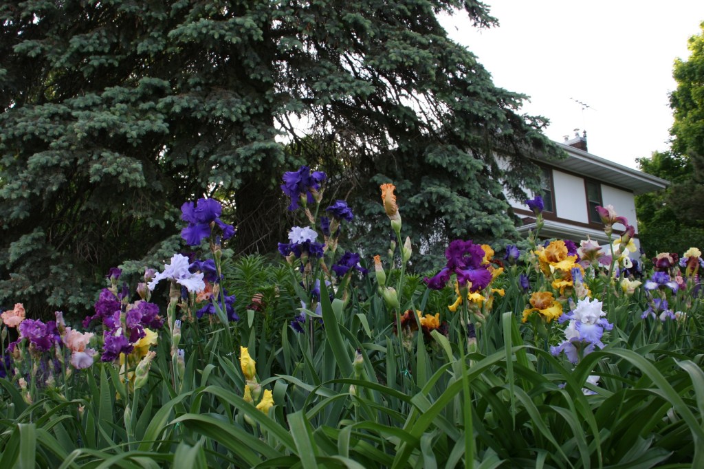 On the Shumway Avenue side, more irises.