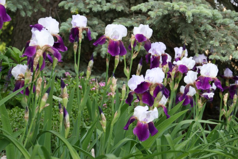 Iris, grouping of purple and white 7
