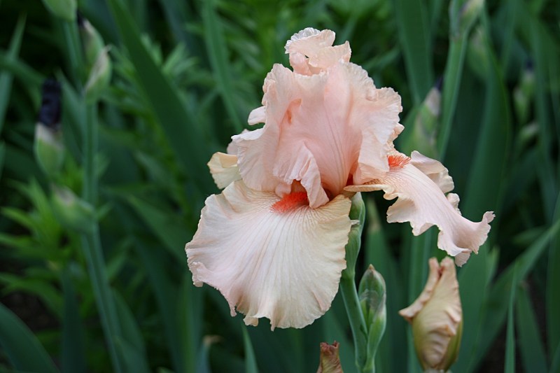 The iris are in assorted colors and styles.