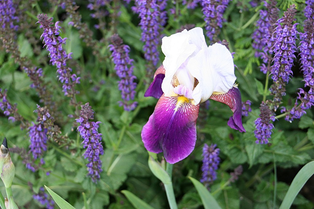Lots of irises like this.