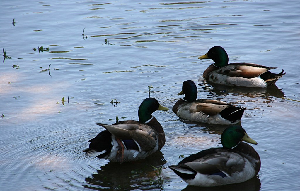 Ducks and geese overrun Morehouse Park. So watch for droppings. Everywhere.