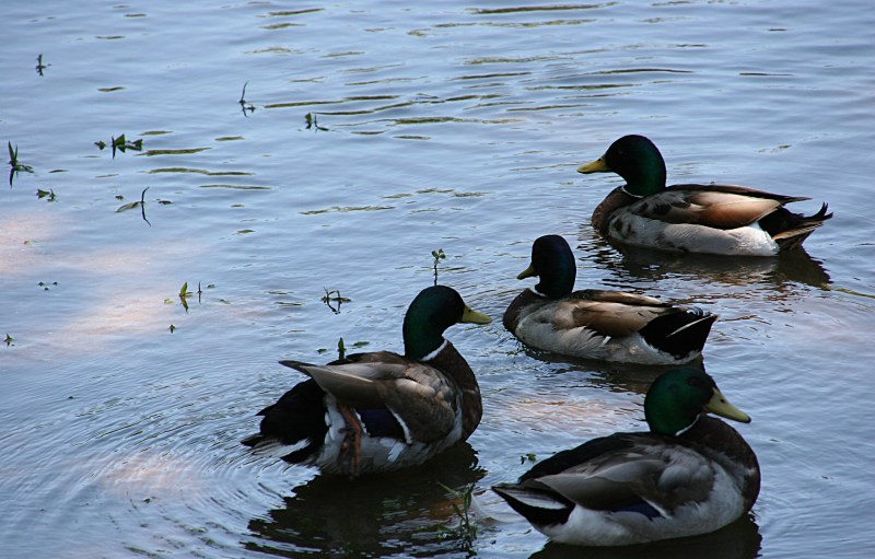 Ducks and geese overrun Morehouse Park. So watch for droppings. Everywhere.