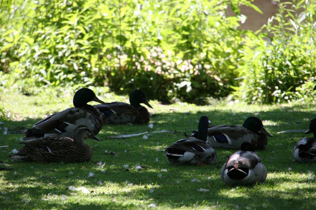 Waterfowl aplenty populate sections of the park.