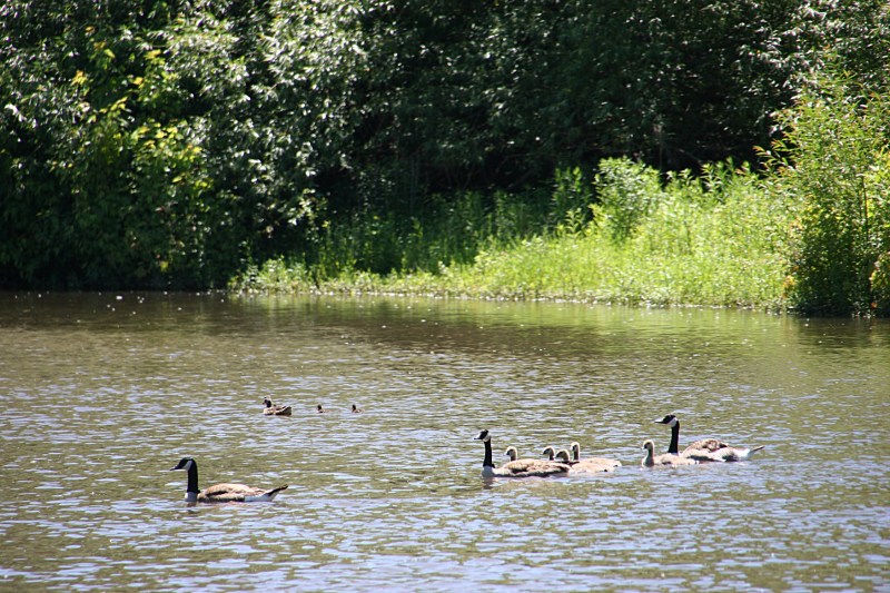A trail of geese in the tranquil part of the Straight River.