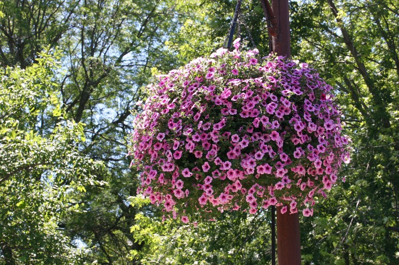 Gorgeous flower baskets hang along the recreational bridge.