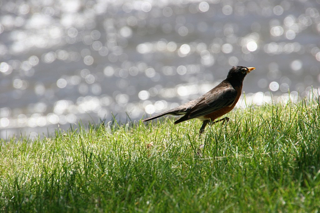 A robin hops along the bank of the Straight River in the dappled sunlight of a June afternoon.