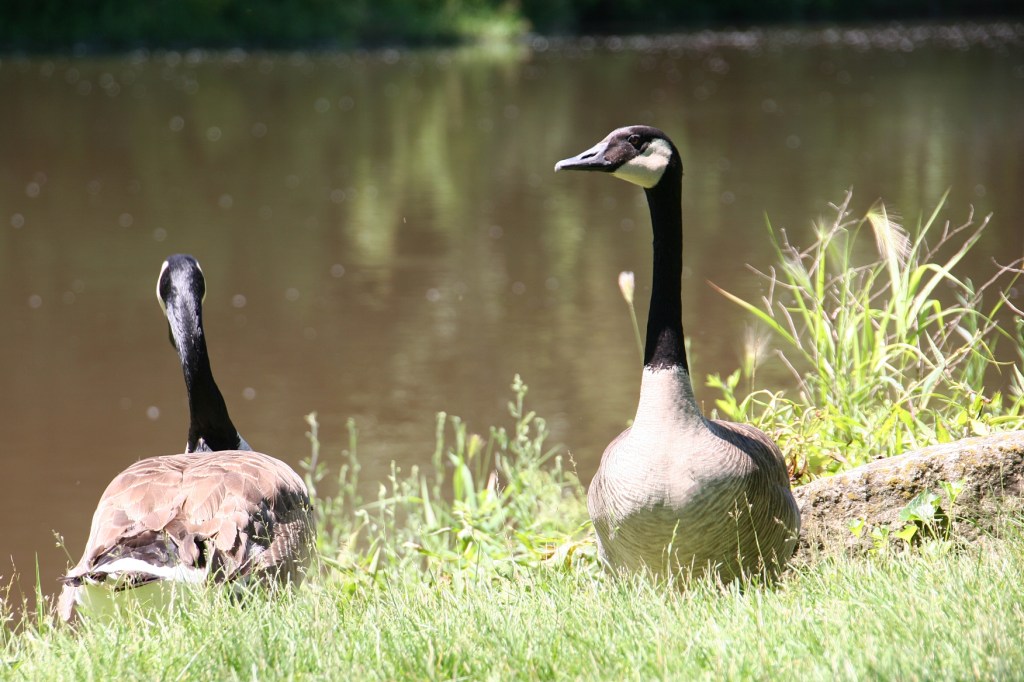 Geese hug the riverbank.