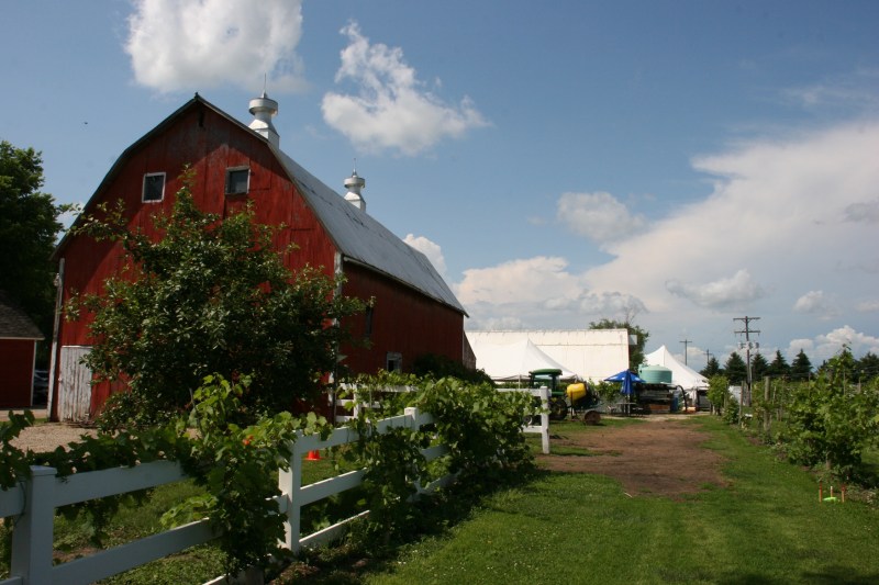 Rows of grape vines grow alongside the barn at Next Chapter Winery, 16945 320th Street, rural New Prague.
