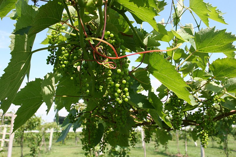 The grapes are still small and growing.