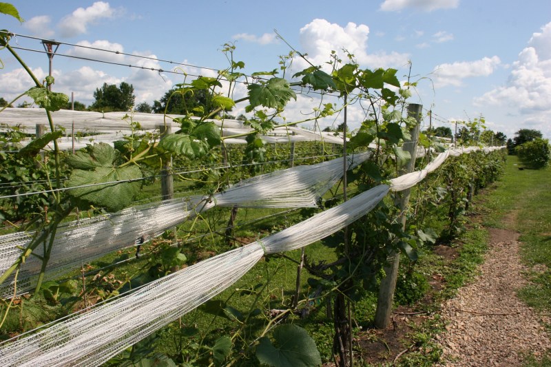 Rows of grape vines stretch around the property.