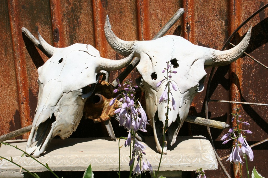 Spotted by the hosta.