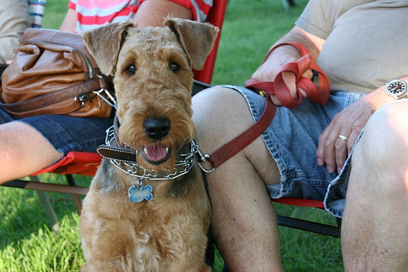 In the casual atmosphere of the park, some concert goers bring their dogs.