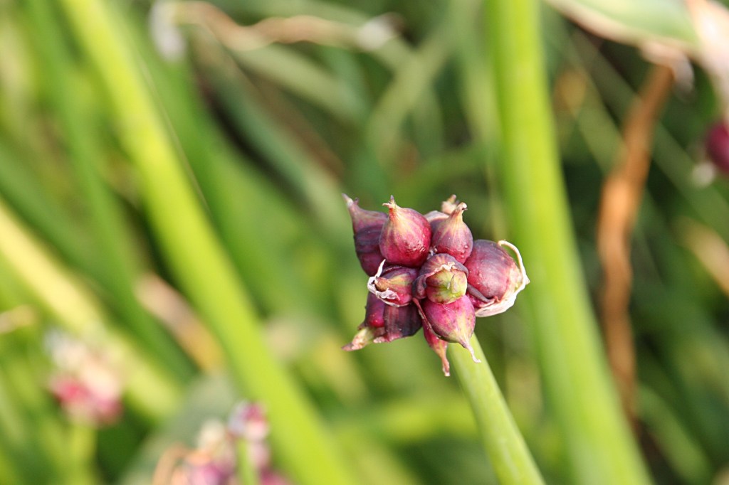 Flowers, buds