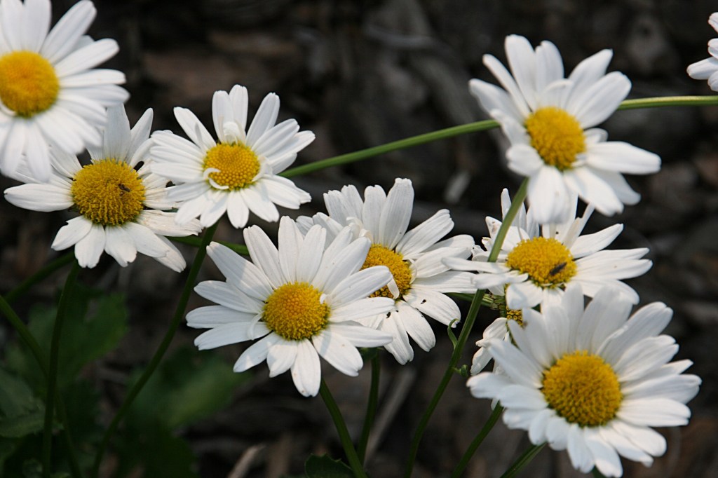Flowers, daisies