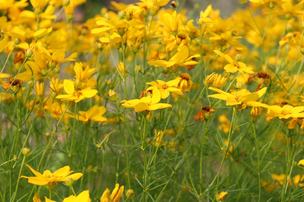 Flowers, field of yellow flowers