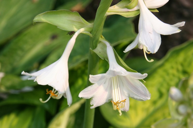 Flowers, hosta flowers