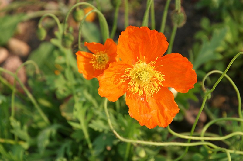 Flowers, orange flowers