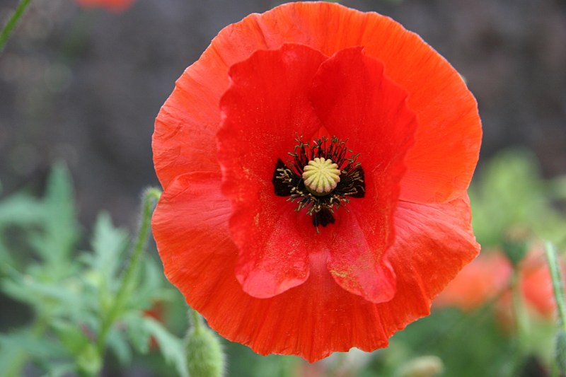 Flowers, poppy close-up