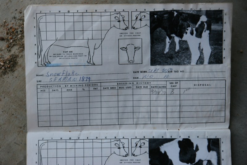 Growing up on our crop and dairy farm, my eldest brother, Doug, photographed the cows and recorded details about them. My middle brother treasures this compilation of information from our farm. And so do I. Memories...